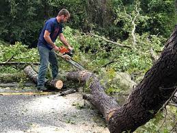 How Our Tree Care Process Works  in  Twentynine Palms, CA