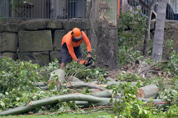 Best Hazardous Tree Removal  in Twentynine Palms, CA