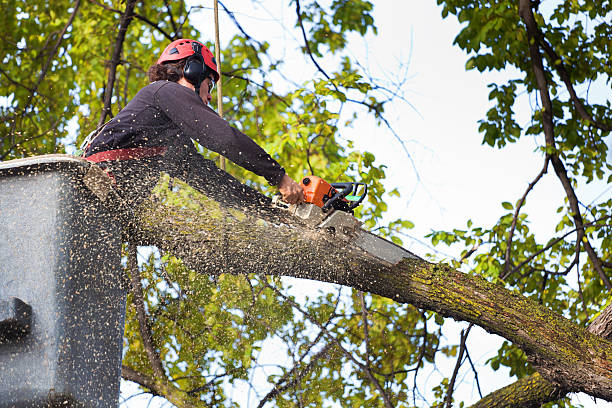 Twentynine Palms, CA Tree Services Company